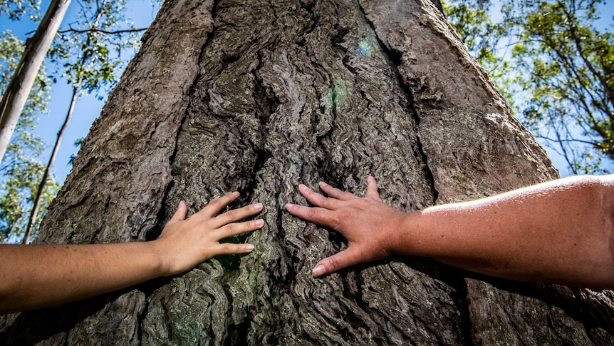 A tree with a squiggle-type pattern in its bark is touched by the two women.
