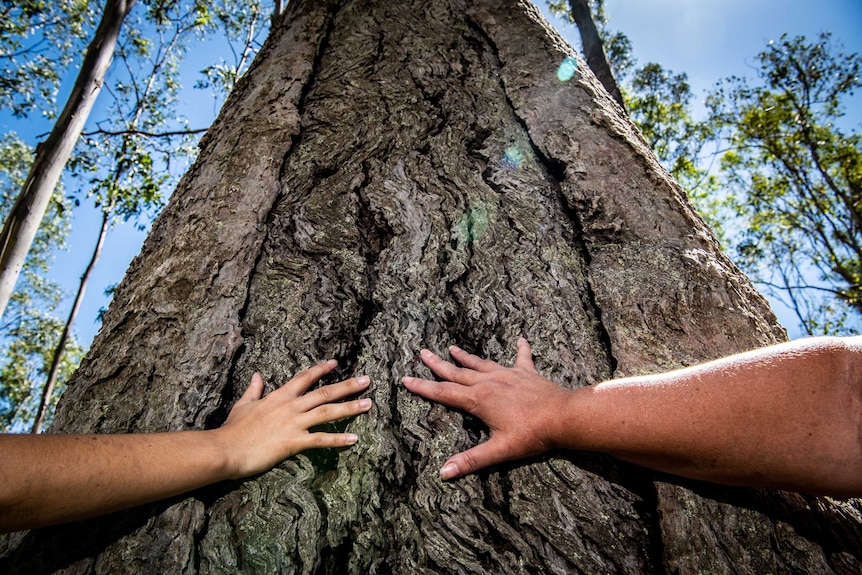 A tree with a squiggle-type pattern in its bark is touched by the two women.