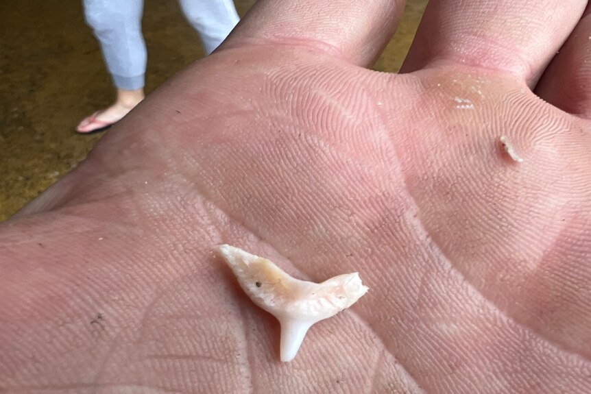 A small shark tooth in the palm of a hand