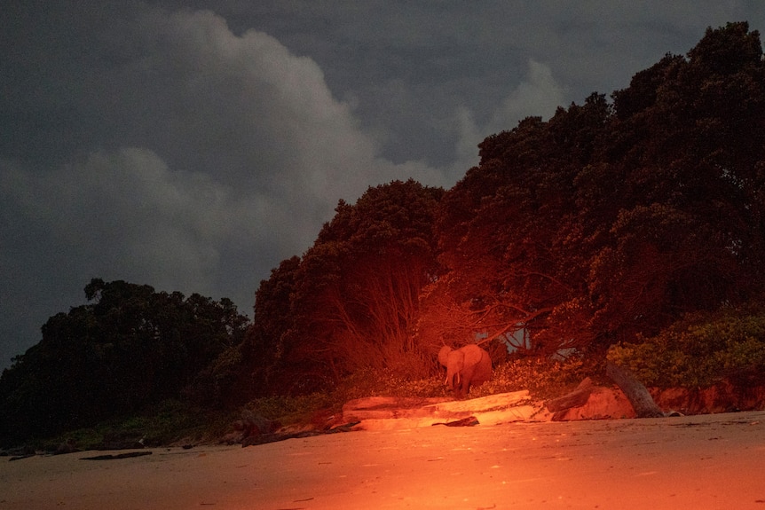 An elephant is seen, lit by a red light, emerging from forest onto sand