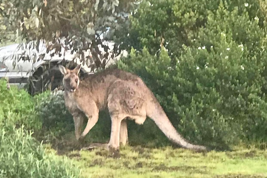 A kangaroo is in a residential backyard.