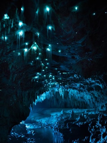 Glow worms in caves in New Zealand