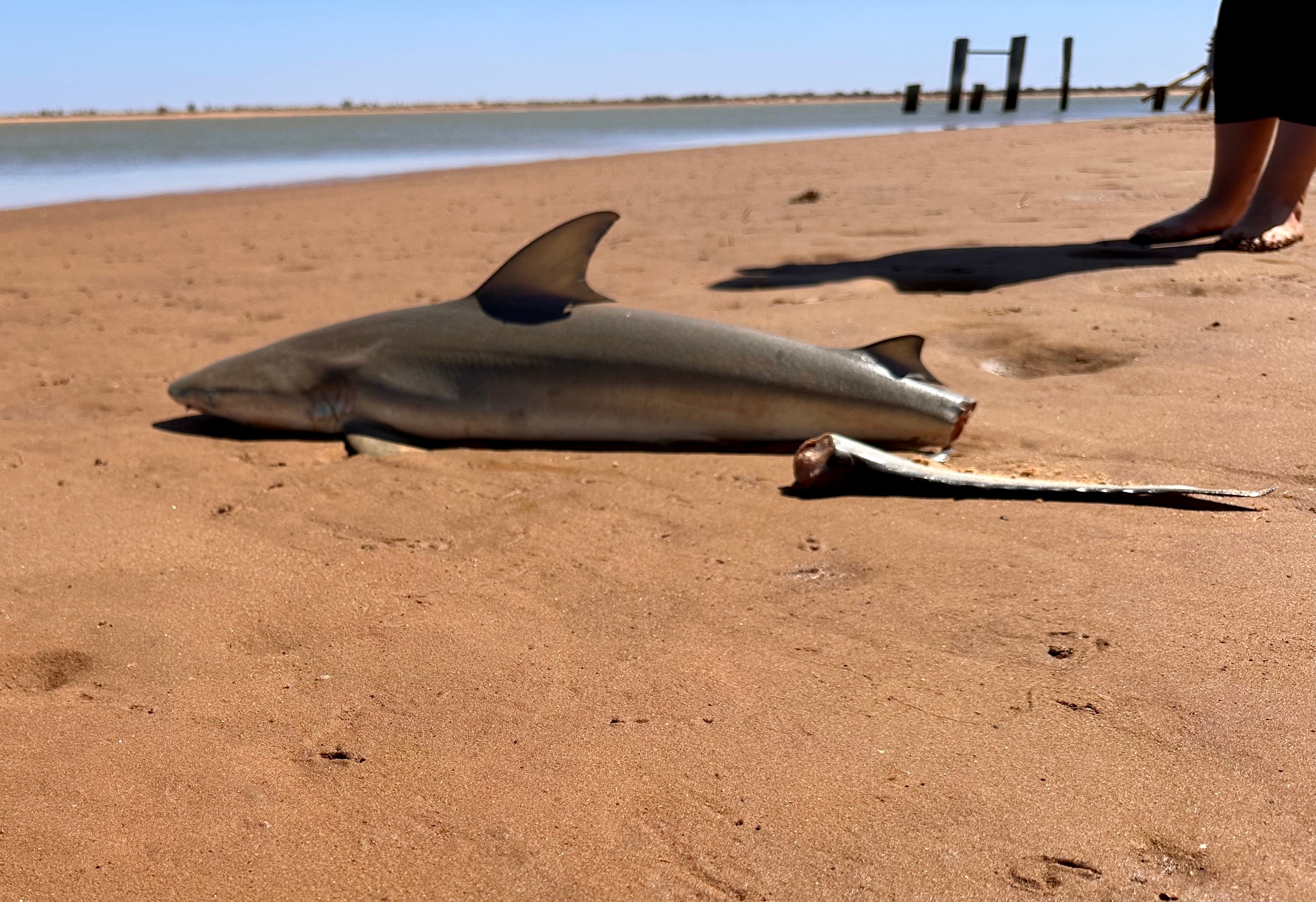 Tubarão pequeno com cauda decepada