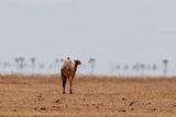Camel in the heat wave in Boulia area in outback Queensland