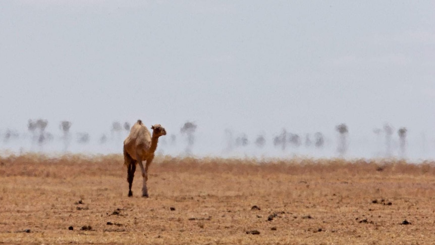 Camel in the heat wave in Boulia area in outback Queensland