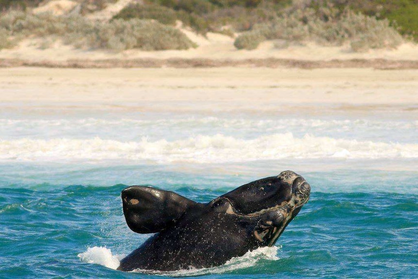 A whale calf  can be seen beaching water very close to shore.