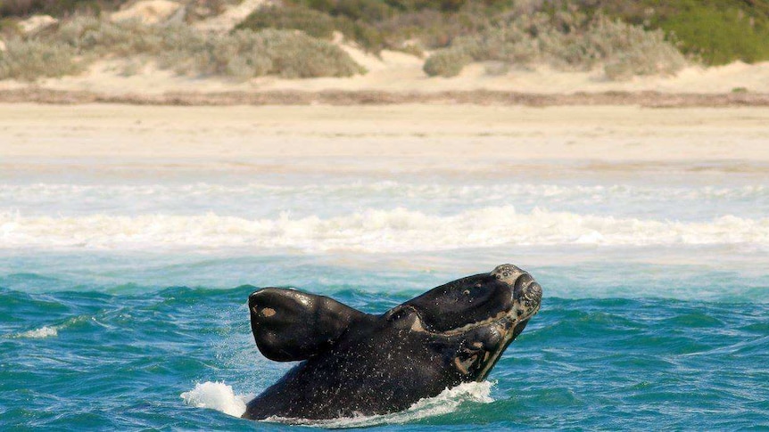 A whale calf  can be seen beaching water very close to shore.