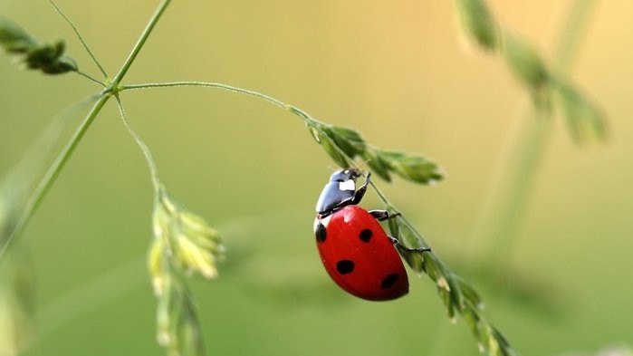 Ladybird sits on the branch of a weed