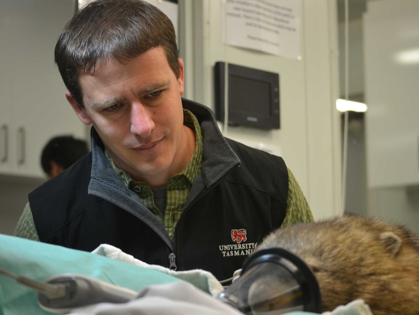 A man with short brown hair in a clinical setting stands over a wombat fitted with a respirator
