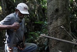 Amazon rubber tapper Raimundo Mendes de Barros at work