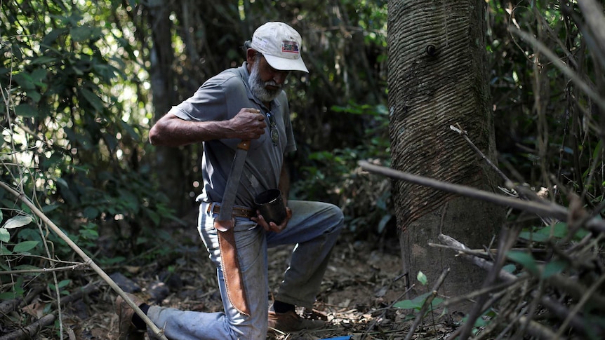 Amazon rubber tapper Raimundo Mendes de Barros at work