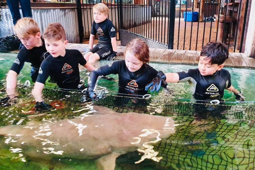 In a shallow pool of water, young children wearing wetsuits and gloves stroke a passing shark swimming.