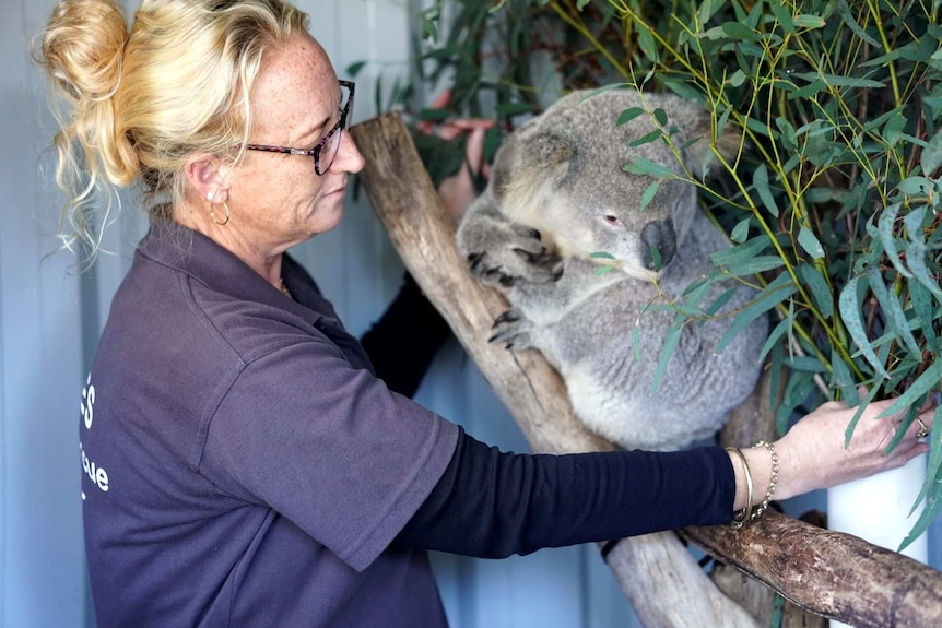 Wildlife carer Kate looks after Larry the koala