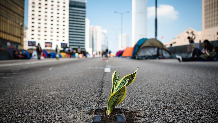 A plant grows at the scene of protests in Hong Kong