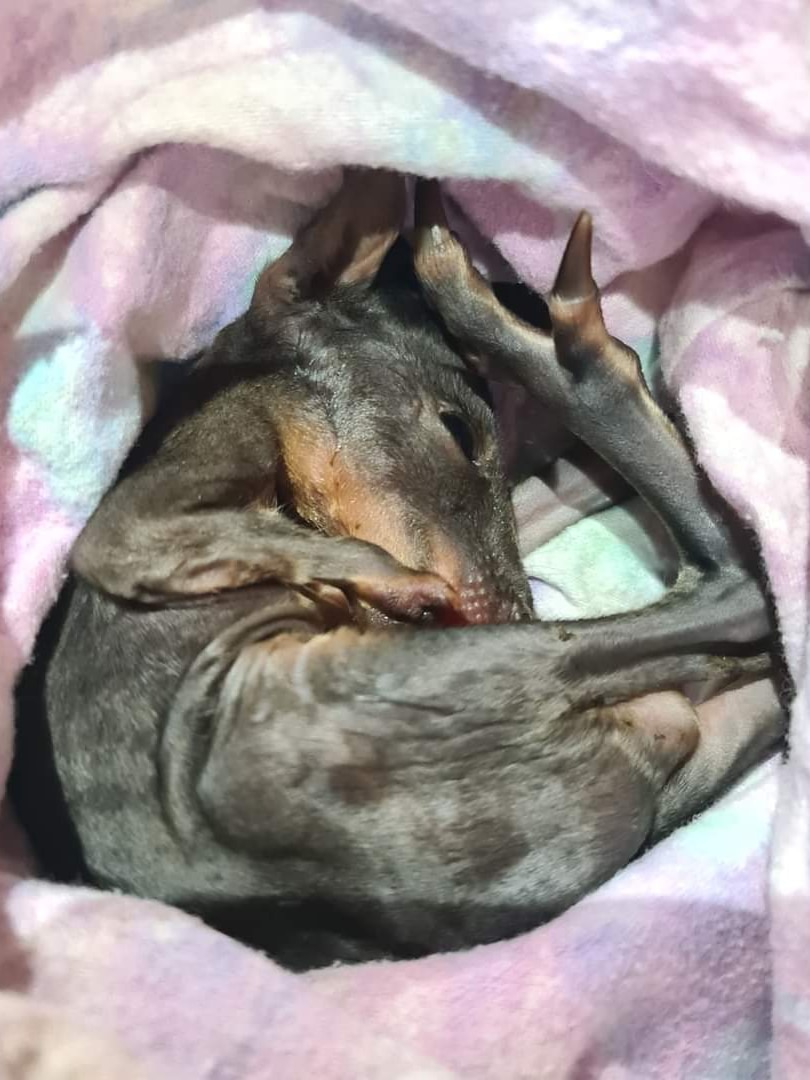 Buddy the baby pademelon in a blanket.