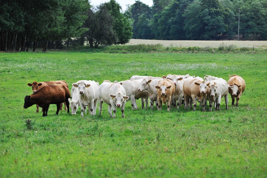 A herd of cows in a field near Atterwasch, Lusatia, Germany