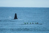 A humpback whale rises out of the ocean about 50 metres from a group of six canoeists off Duranbah Beach