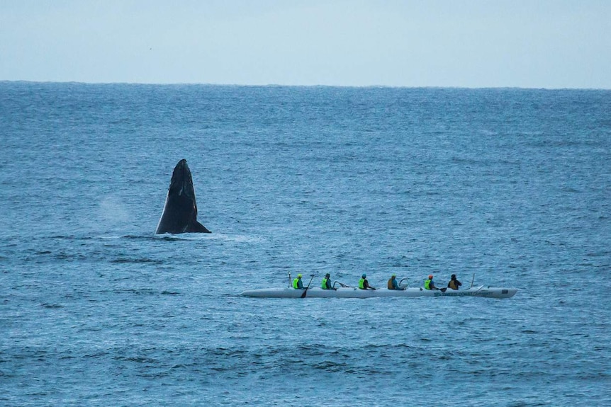 A humpback whale rises out of the ocean about 50 metres from a group of six canoeists off Duranbah Beach