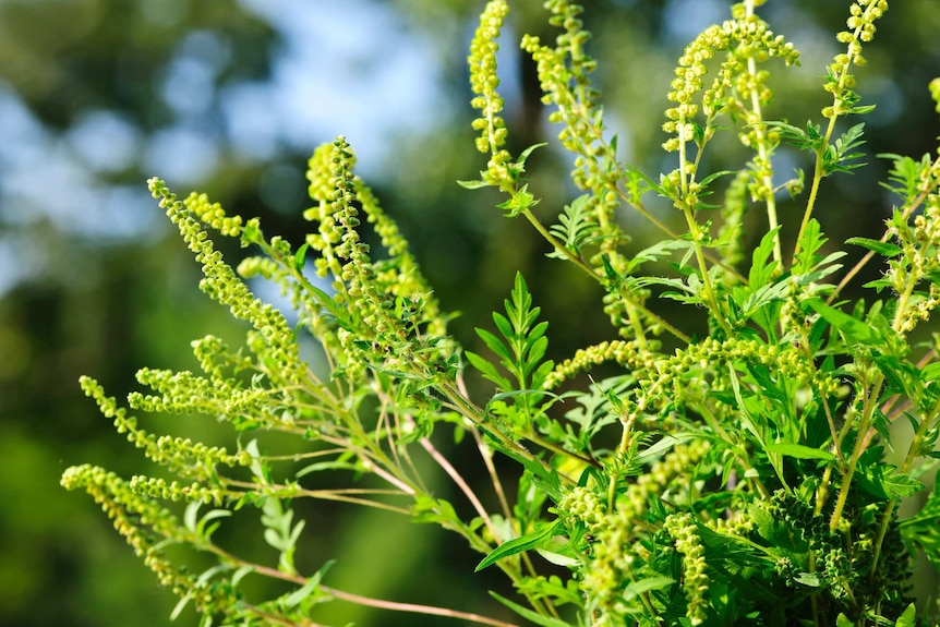 Close up of pollen on the ragweed plant, a common allergen in the northern hemisphere