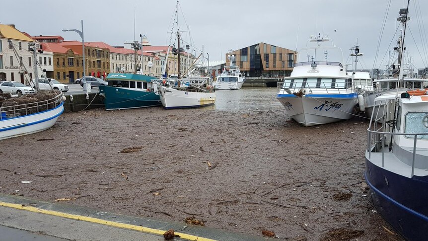 Hobart docks thick with debris from storm and flooding.