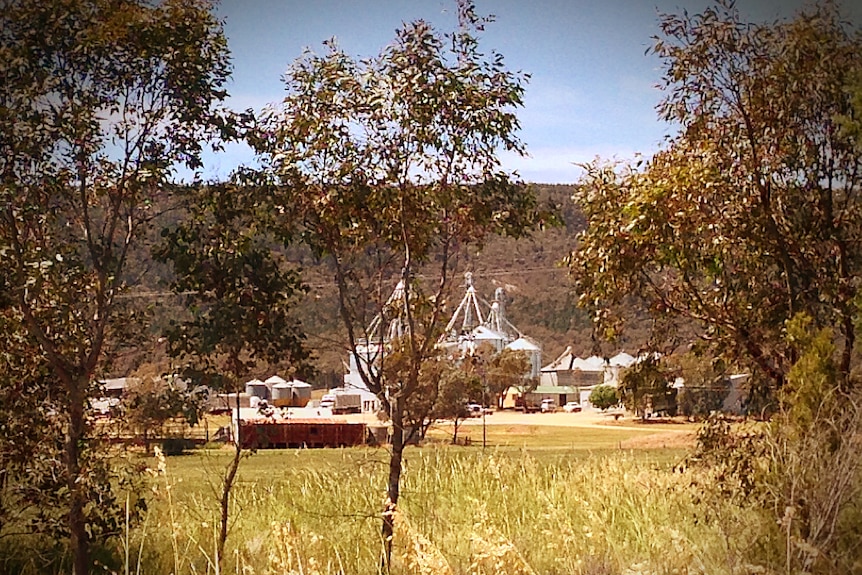 Poultry farm at centre of avian influenza outbreak. Bendick Murell, NSW (near Young)