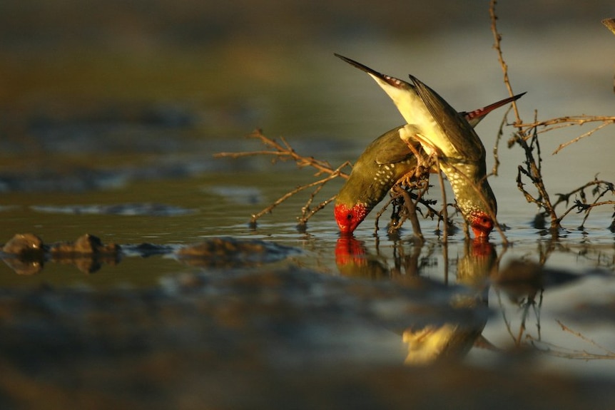 Star finches Kimberley