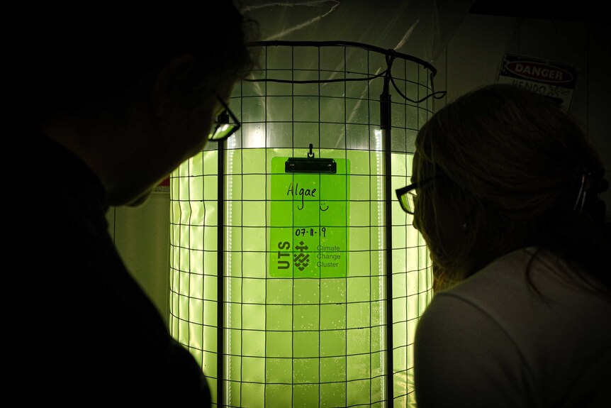 Two silhouetted women looking closely at the algae bio-reactor.