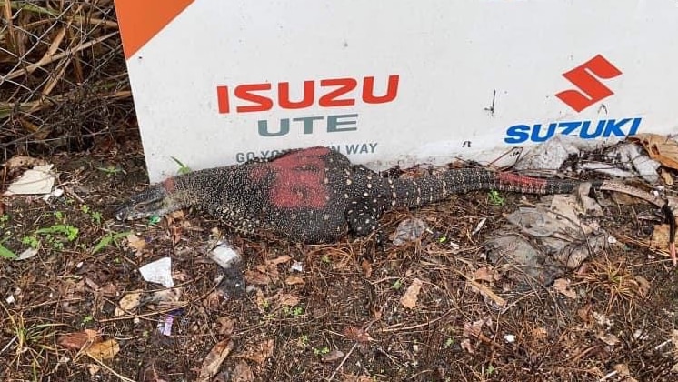 Lace monitor on the ground in front of Isuzu Ute sign with red spray paint marks on its back and tail