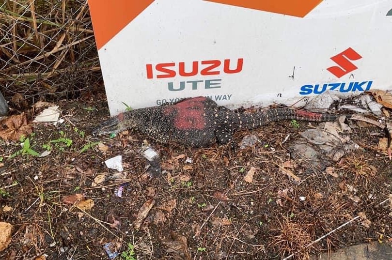 Lace monitor on the ground in front of Isuzu Ute sign with red spray paint marks on its back and tail