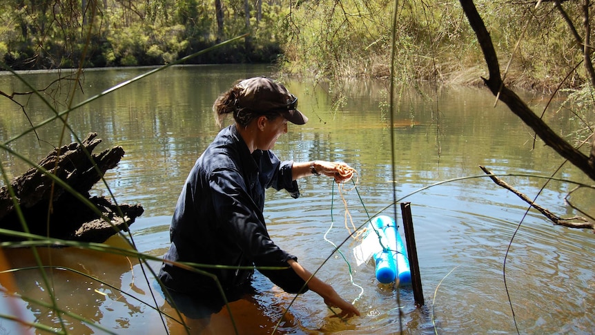 Scientist Jill White wading in the Margaret River with a plastic monitoring tool to measure the river's health.