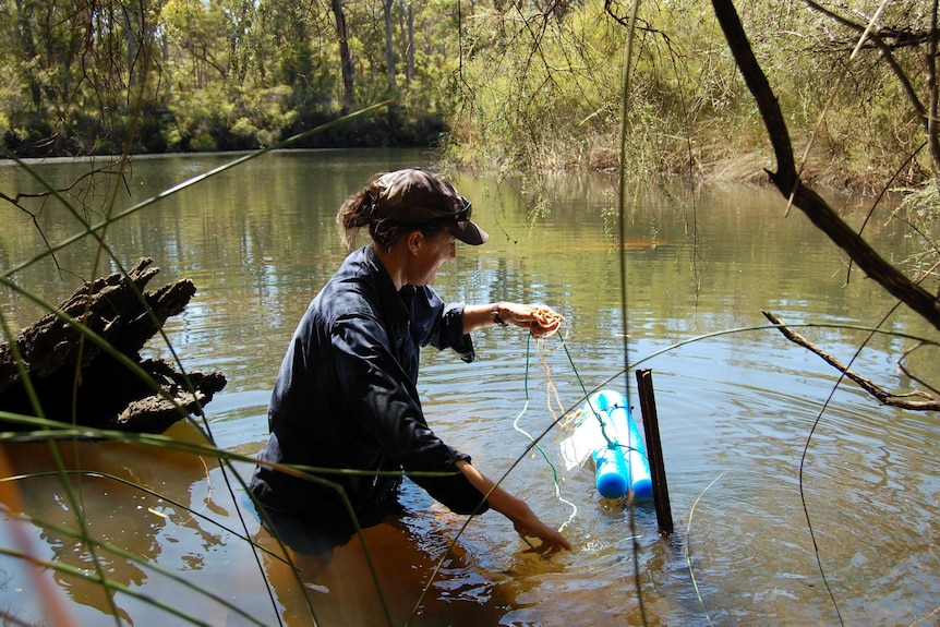 Scientist Jill White wading in the Margaret River with a plastic monitoring tool to measure the river's health.