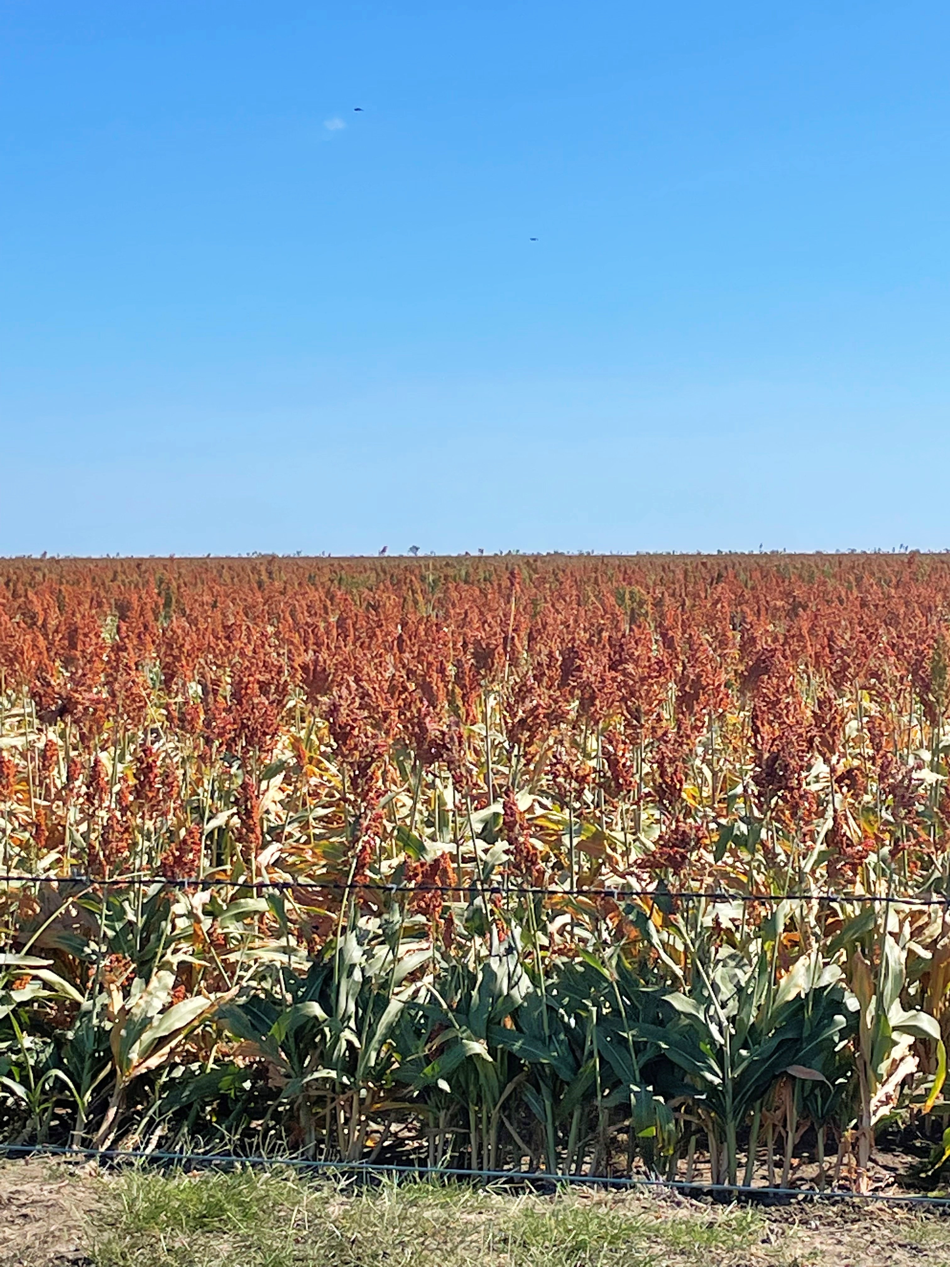 An orange coloured grain crop field