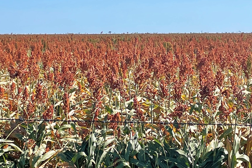 An orange coloured grain crop field