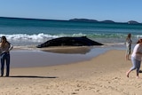 A large whale lies in the shallows at a beach.