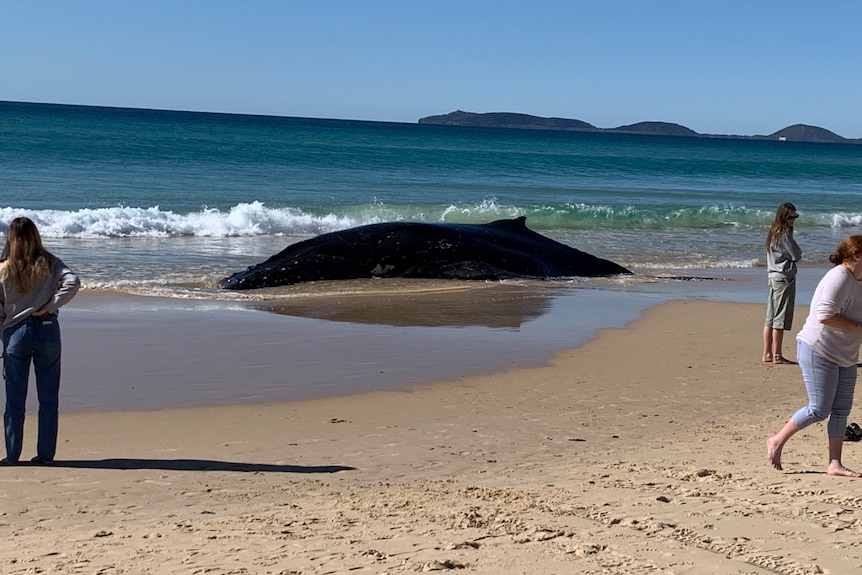 A large whale lies in the shallows on the beach with people walking around. 