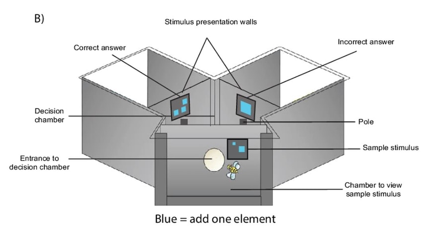 An illustration showing the maze to test whether bees can use addition, with blue shapes and two options.