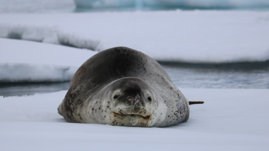 Leopard seal lying on white ice facing camera