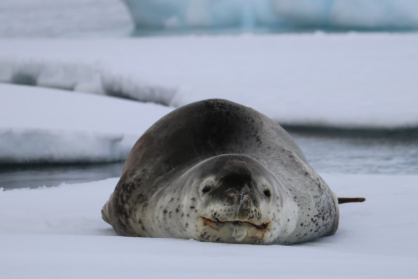 Leopard seal lying on white ice facing camera