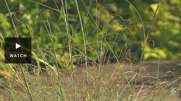 Native lemongrass. Has Video.