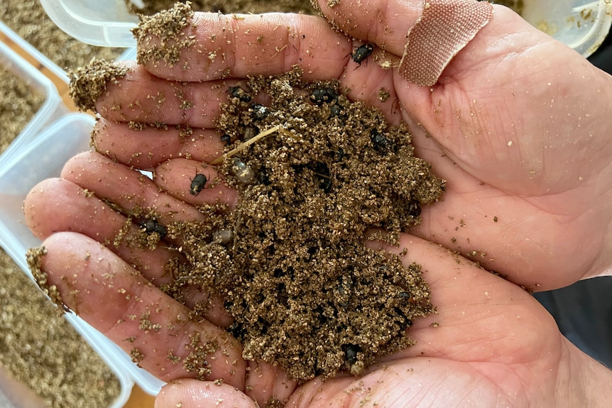 Russ Barrow holds dung beetles in his hands