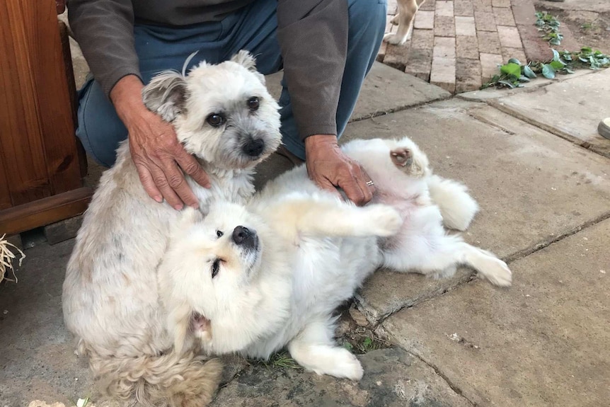 Two little dogs were found next to the woman in St Albans on Thursday night.