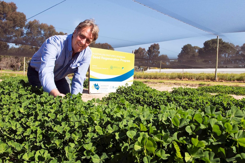 Darryl McClements looks over plots of subterranean clover growing in South Perth.