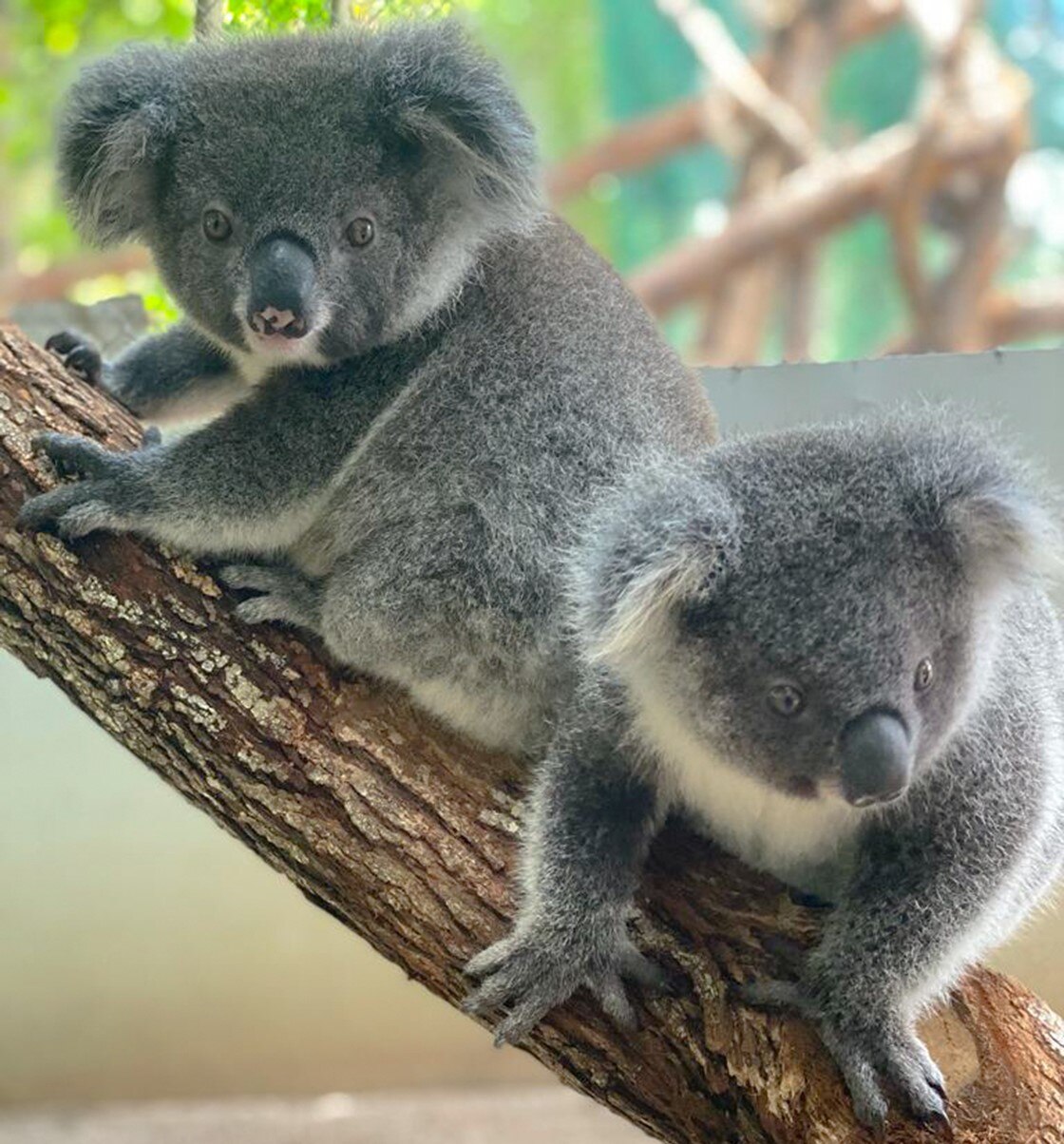 Two juvenille koalas sit in a tree branch surrounding by leaves in a koala kindergarten