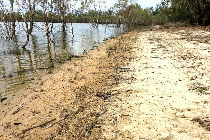 Damaged caused by feral pigs around the lake's edge.