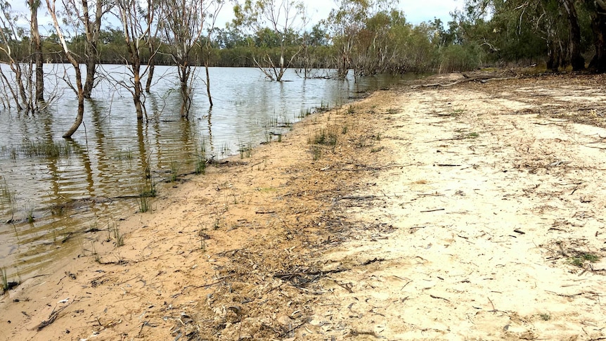 Damaged caused by feral pigs around the lake's edge.