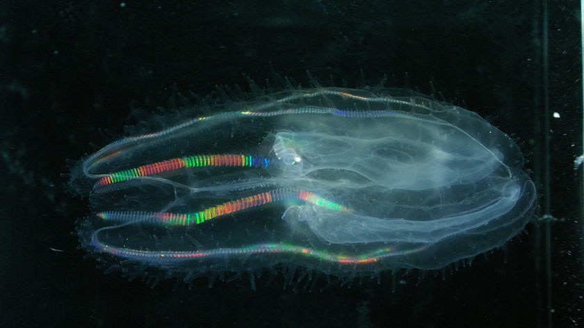 The new jellyfish species discovered found in Tasmanian waters.