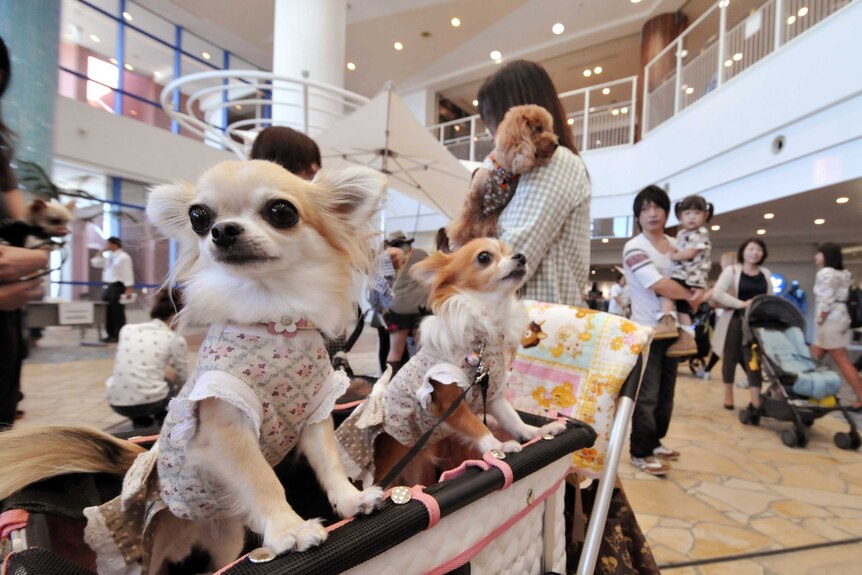 An owner transports her dogs in a baby carriage at a dog fashion show in Tokyo