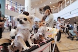 An owner transports her dogs in a baby carriage at a dog fashion show in Tokyo