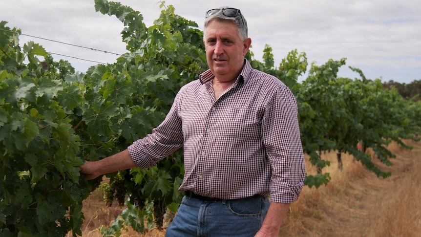 Man in jeans and a red shirt standing next to a grape wine in a field. 