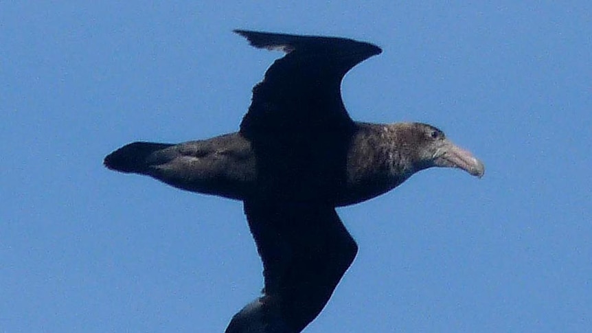 Baits have killed 431 birds, including southern giant petrels (pictured).